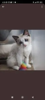 わた 様のお迎えした子猫