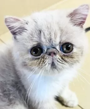 arenanon 様のお迎えした子猫