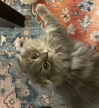 ゆう 様のお迎えした子猫