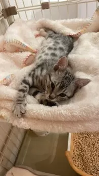 E.M 様のお迎えした子猫