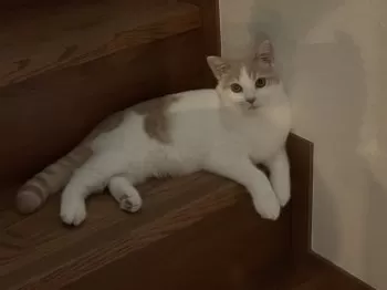 H.T 様のお迎えした子猫