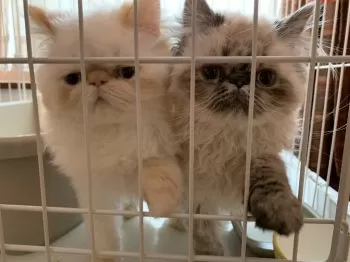 H.H 様のお迎えした子猫