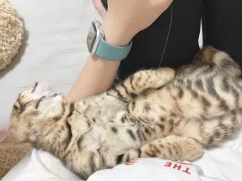 M.T 様のお迎えした子猫