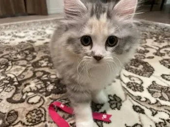 みりあ 様のお迎えした子猫