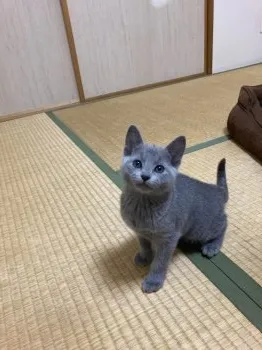 ユキコ 様のお迎えした子猫