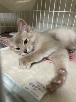 みっきぃ 様のお迎えした子猫