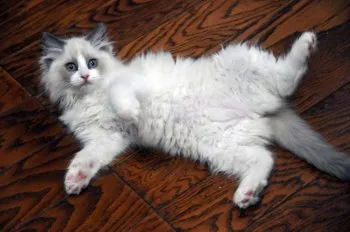 ゆき 様のお迎えした子猫