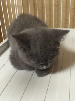 ふう 様のお迎えした子猫