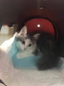 ムー 様のお迎えした子猫