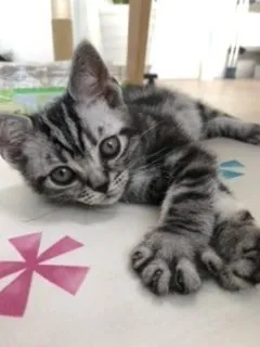 COCO 様のお迎えした子猫