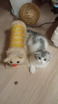 Nagomi 様のお迎えした子猫