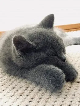 すーさん 様のお迎えした子猫