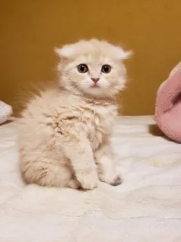 ミィコロ 様のお迎えした子猫