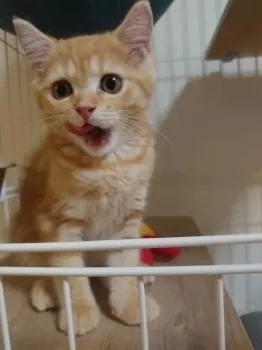 あいりん 様のお迎えした子猫