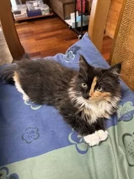 K.O 様のお迎えした子猫