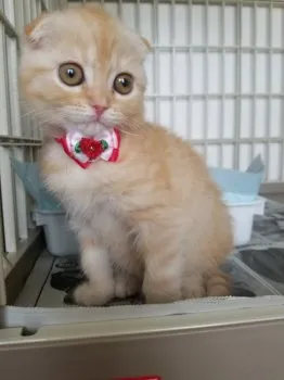 猫だるま 様のお迎えした子猫