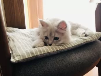 よしえ 様のお迎えした子猫