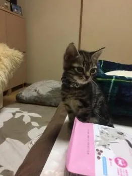 muneo 様のお迎えした子猫