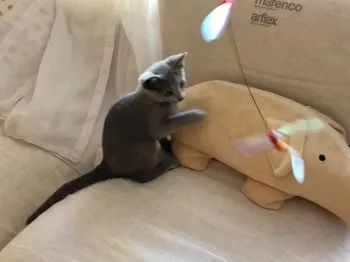 文月のニャン 様のお迎えした子猫