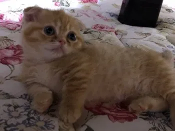 39miee 様のお迎えした子猫