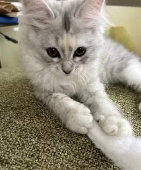 つくし 様のお迎えした子猫