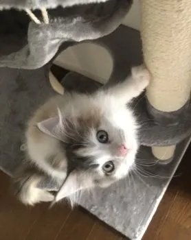 suu 様のお迎えした子猫