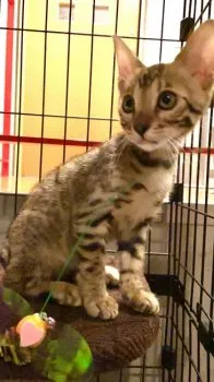 k.kato 様のお迎えした子猫