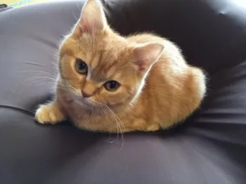 みえまま 様のお迎えした子猫