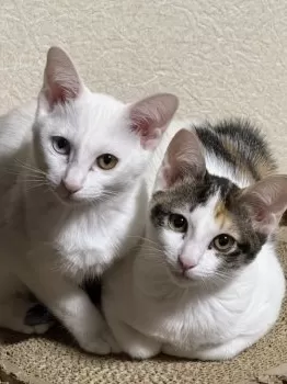 こでじ 様のお迎えした子猫