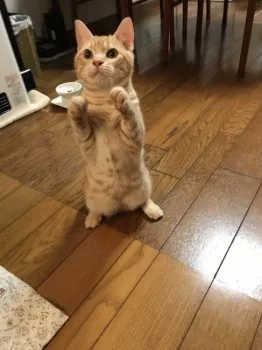 Ann 様のお迎えした子猫