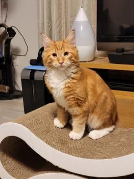 まいく 様のお迎えした子猫