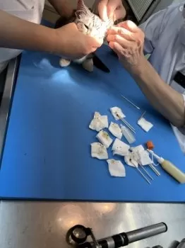 Y.M 様のお迎えした子猫