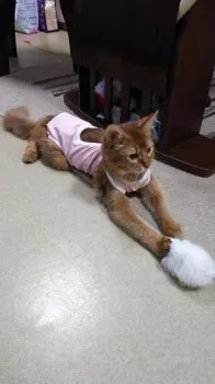 クッキー 様のお迎えした子猫