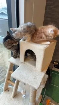 C.Ｉ 様のお迎えした子猫