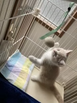 E 様のお迎えした子猫