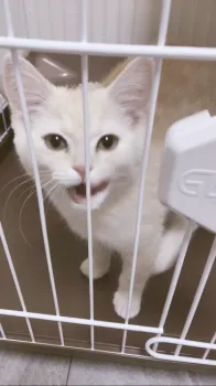 C-I 様のお迎えした子猫