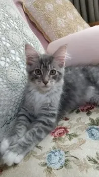 こん 様のお迎えした子猫