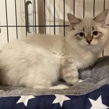 ノアくん 様のお迎えした子猫