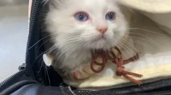 シャルロッテ 様のお迎えした子猫