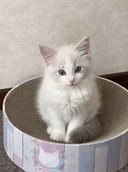 まっく 様のお迎えした子猫