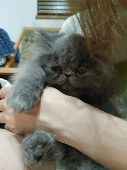 MT 様のお迎えした子猫