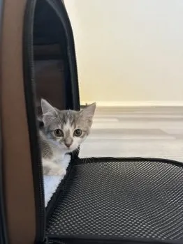 K.K 様のお迎えした子猫