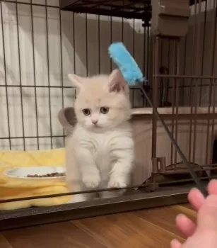 しほ 様のお迎えした子猫