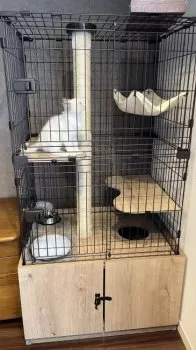 リョウスケ 様のお迎えした子猫