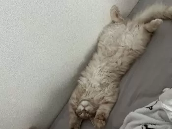 M.M 様のお迎えした子猫