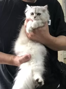 S.T 様のお迎えした子猫
