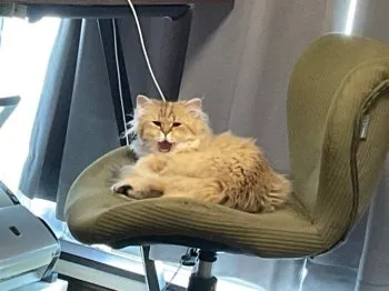 東京x 様のお迎えした子猫