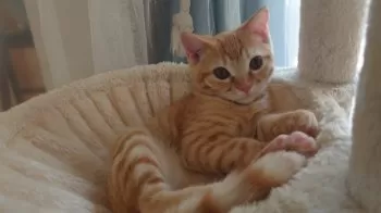 アイ 様のお迎えした子猫