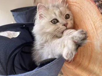 ロミロミ 様のお迎えした子猫