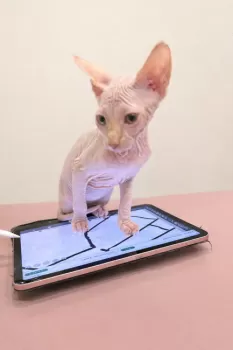 とのママ 様のお迎えした子猫